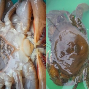 Cua biển lột SH17