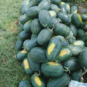 Dưa Hấu đồng quê