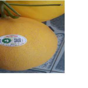 Dưa vàng Xuân Hòa