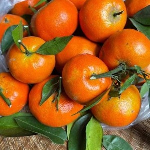 Cam Hùng Hải -  Sản phẩm OCOP 3 sao