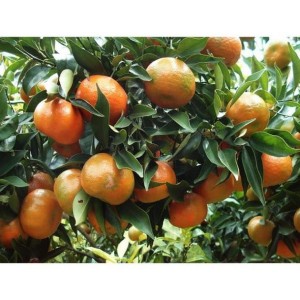 Cam đường canh Như Xuân